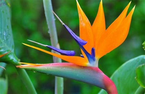 天堂鳥花束|天堂鳥花怎麼養？天堂鳥花種類、花語、繁殖&風水 –